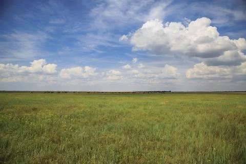 Steppe with deers 写真素材