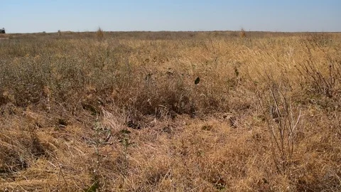 Steppe with dry grass blown by wind Stock Footage 88307221