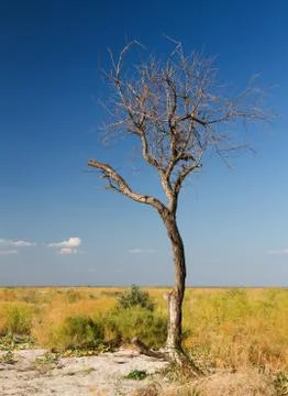 Steppe dry tree Stock Photos