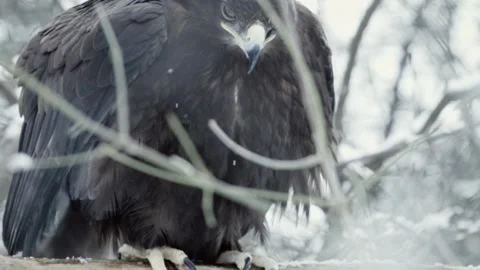 Steppe eagle (Aquila nipalensis) Vídeo Stock 221576757