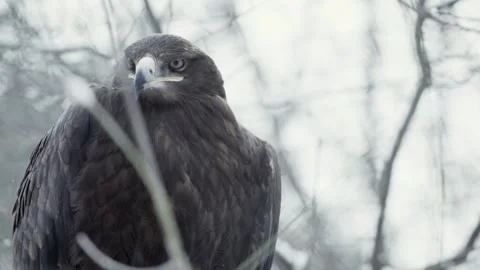 Steppe eagle (Aquila nipalensis) Vídeo Stock 221576806
