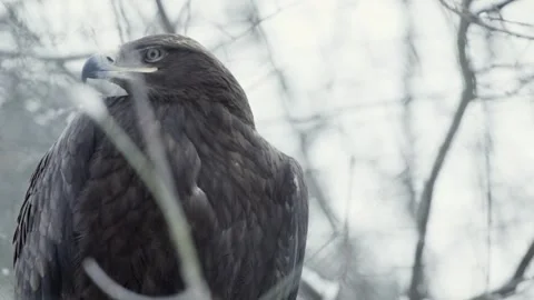 Steppe eagle (Aquila nipalensis) Vidéo 221576988