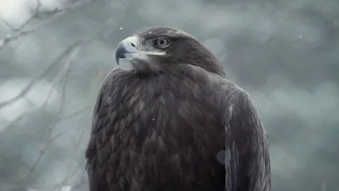 Steppe eagle (Aquila nipalensis) Stock Footage 221577046