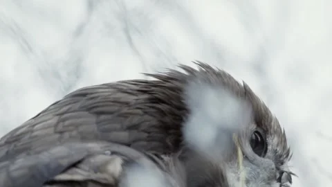 Steppe eagle (Aquila nipalensis) Stock Footage 221577095