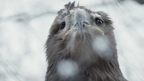 Steppe eagle (Aquila nipalensis) Video stock 221577126
