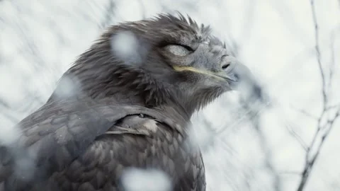 Steppe eagle (Aquila nipalensis) Vídeo Stock 221577147