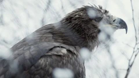 Steppe eagle (Aquila nipalensis) Stock Footage 221577171