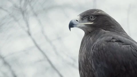 Steppe eagle (Aquila nipalensis) Stock Footage 221577207