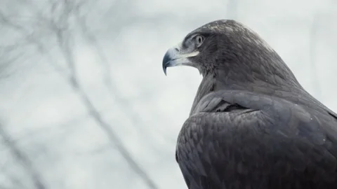 Steppe eagle (Aquila nipalensis) Video stock 221577230