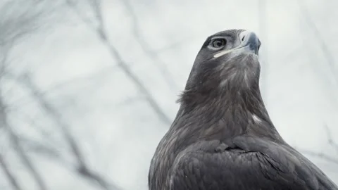 Steppe eagle (Aquila nipalensis) Stock Footage 221577328