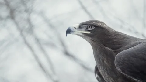 Steppe eagle (Aquila nipalensis) Stock Footage 221577666