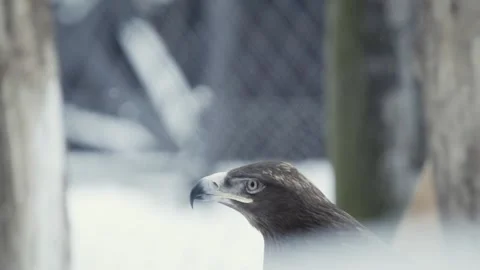Steppe eagle (Aquila nipalensis) Stock-Footage 221577690