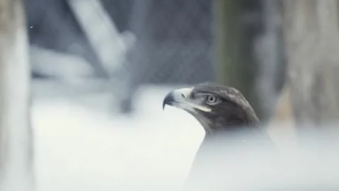 Steppe eagle (Aquila nipalensis) Stock Footage 221577755