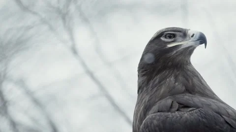 Steppe eagle (Aquila nipalensis) Stock Footage 221577870