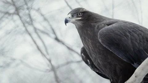 Steppe eagle (Aquila nipalensis) Stock Footage 221577920