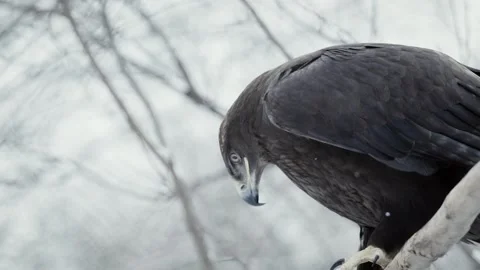 Steppe eagle (Aquila nipalensis) Stock Footage 221577996