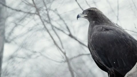 Steppe eagle (Aquila nipalensis) Stock Footage 221578052