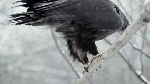 Steppe eagle (Aquila nipalensis) Stock Footage 221578112
