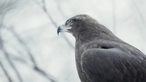 Steppe eagle (Aquila nipalensis) Stock Footage 221578167