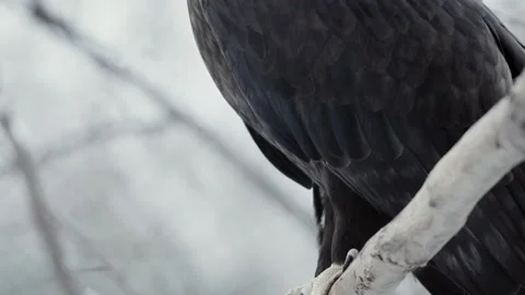 Steppe eagle (Aquila nipalensis) Stock Footage 221578280