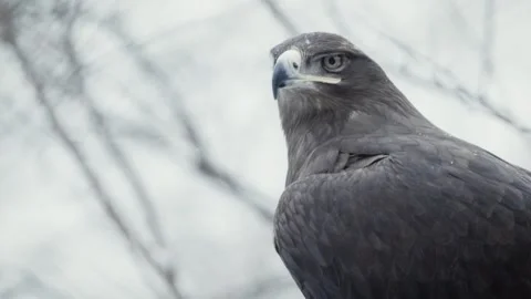 Steppe eagle (Aquila nipalensis) Stock Footage 221578828