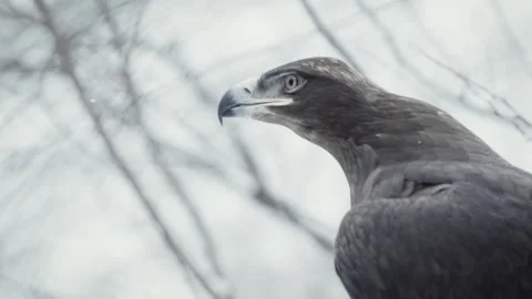 Steppe eagle (Aquila nipalensis) Stock Footage 221578861