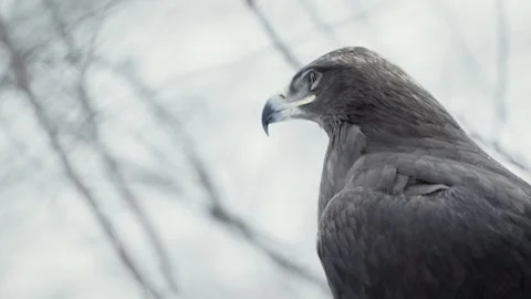 Steppe eagle (Aquila nipalensis) Stock Footage 221578902