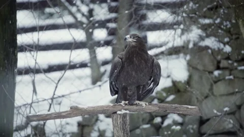 Steppe eagle (Aquila nipalensis) Stock Footage 221593661