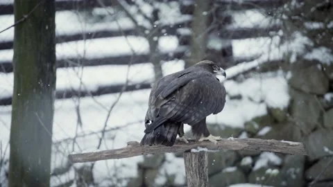 Steppe eagle (Aquila nipalensis) Stock Footage 221593796