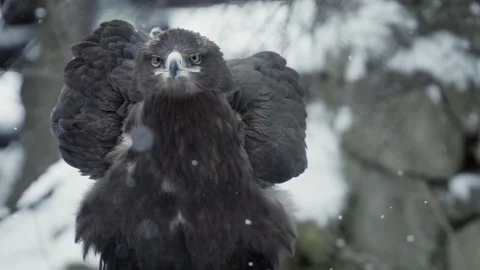 Steppe eagle (Aquila nipalensis) Stock Footage 221593843