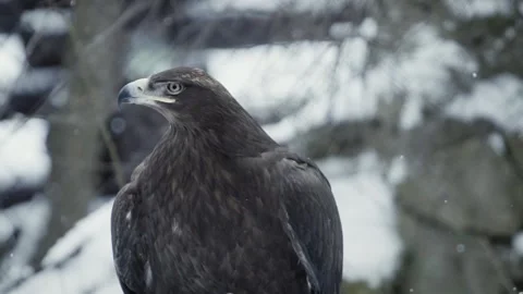 Steppe eagle (Aquila nipalensis) Stock Footage 221593879