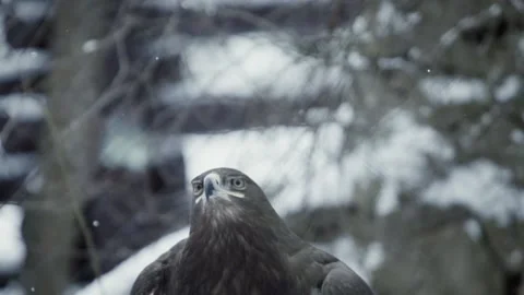 Steppe eagle (Aquila nipalensis) Stock Footage 221593936