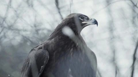 Steppe eagle (Aquila nipalensis) Stock Footage 221593985