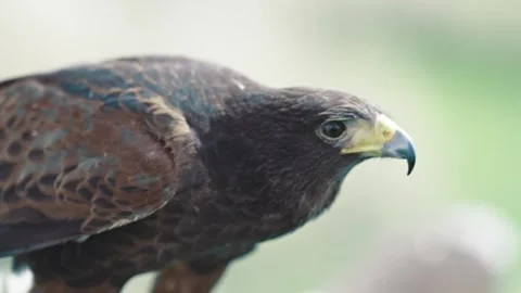 Steppe Eagle (Aquila nipalensis) Video stock 263135439