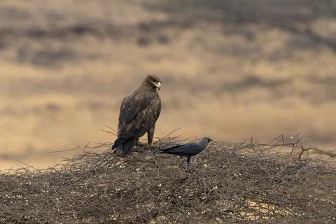Steppe Eagle, Aquila nipalensis, Mayureshwar Wildlife Sanctuary, Pune, Maha.. Stock Photos