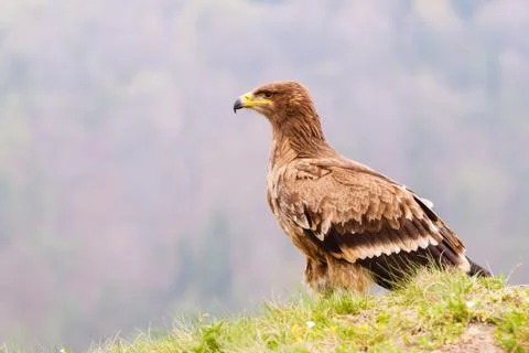 Steppe eagle bird Stock Photos
