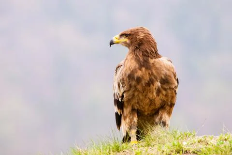 Steppe eagle bird Stock Photos