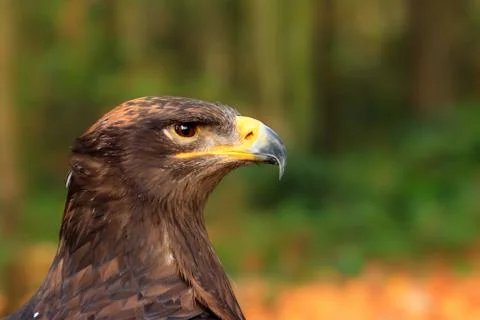 The steppe eagle is a bird of prey Stock Photos