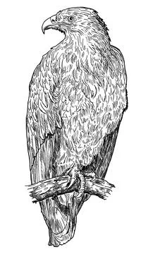 Steppe Eagle Bird. Vector Drawing or Illustration Stock Illustration