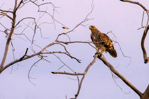 Steppe eagle on the branches of a dry tree. Bird of prey in the wild. Steppe  Stock Photos
