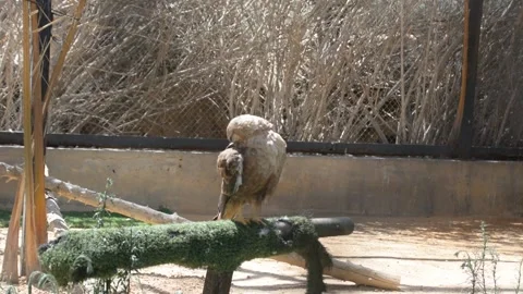 Steppe eagle cleaning in the zoo aviary Stock Footage 199836795