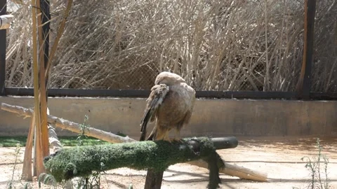 Steppe eagle cleaning in the zoo aviary 動画素材 199836800
