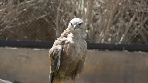 Steppe eagle cleaning in the zoo aviary 스톡 동영상 199836808