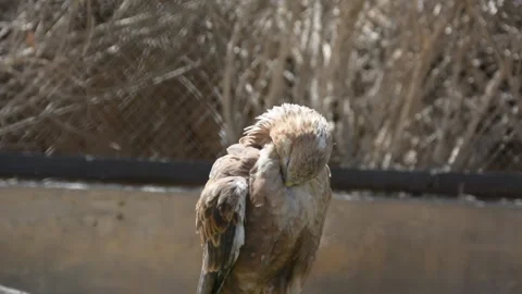 Steppe eagle cleaning in the zoo aviary 스톡 동영상 199836858