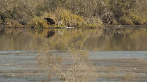 A steppe eagle feeding on a dead bird in the wild Stock Footage 237086486