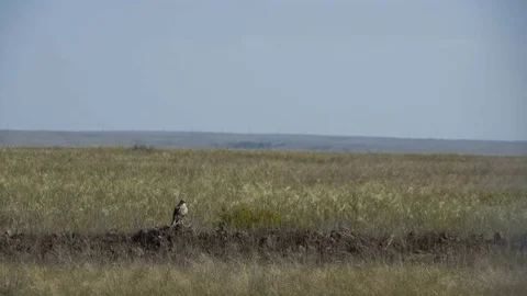 Steppe eagle flies away. Feather grass. Clear sky. Heat haze Stock Footage 73801294
