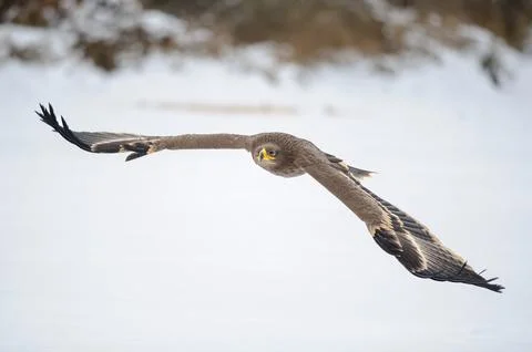 Steppe Eagle In Flight Over Snowy Landscape With Outstretched Wings and Focused Fotos Stock