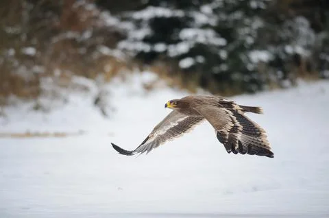 Steppe Eagle in Flight Over Snowy Field With Forest Background and Outstretched Fotos Stock