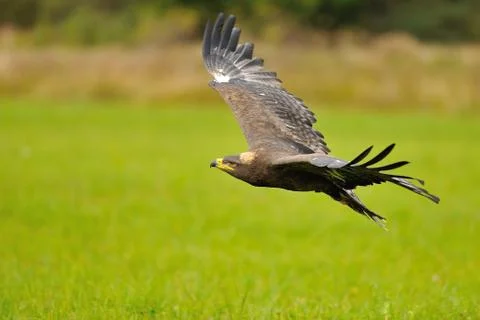 Steppe Eagle flying above the green field Stock Photos