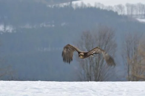 Steppe Eagle flying above the wither snowy ground Stockfoto's